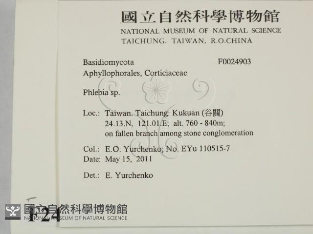 射脈菌屬藏品圖，第2張