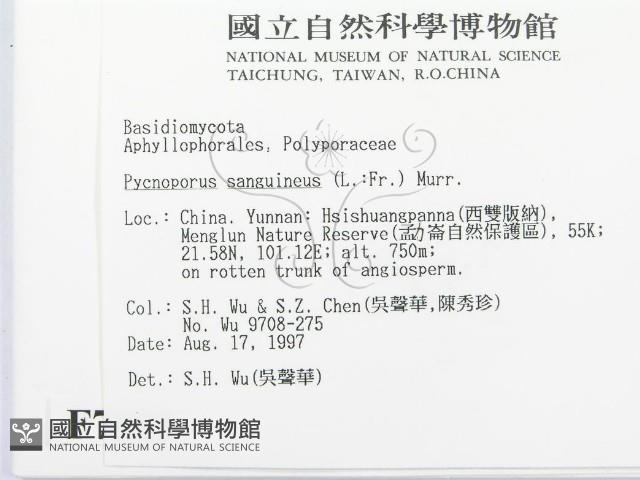 血紅密孔菌藏品圖，第2張