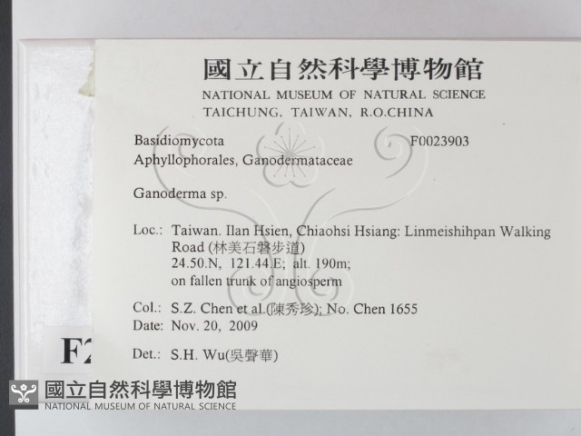 靈芝屬藏品圖，第2張