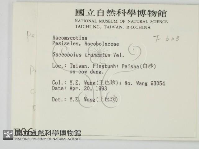 登錄號:F0000603藏品圖，第2張
