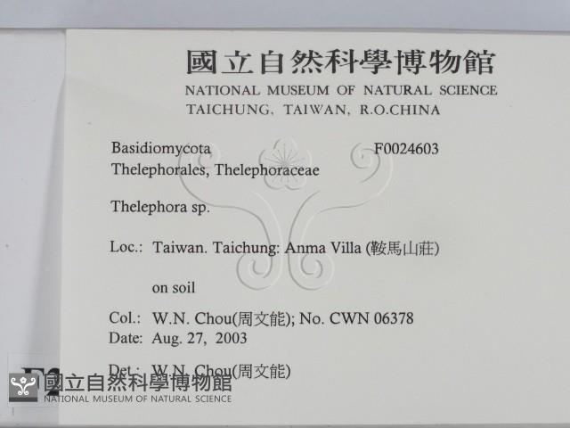 革菌屬藏品圖，第2張