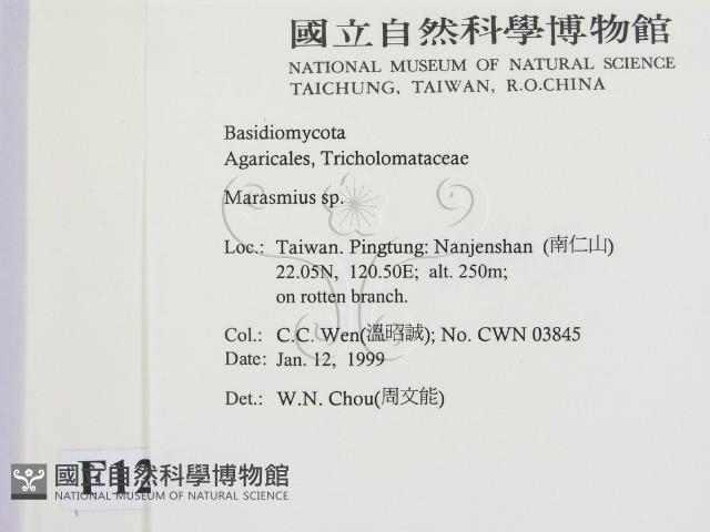 小皮傘屬藏品圖，第2張