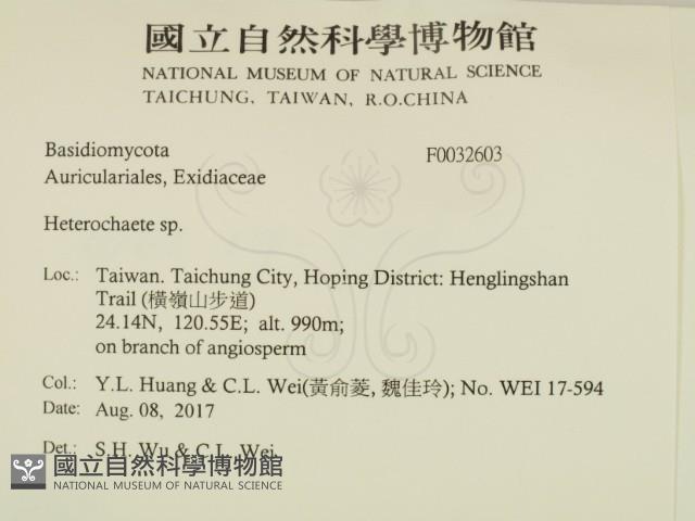 刺皮菌屬藏品圖，第2張