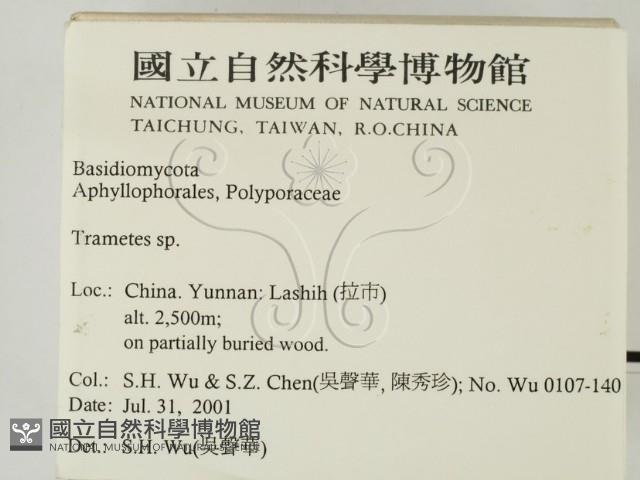 栓菌屬藏品圖，第2張