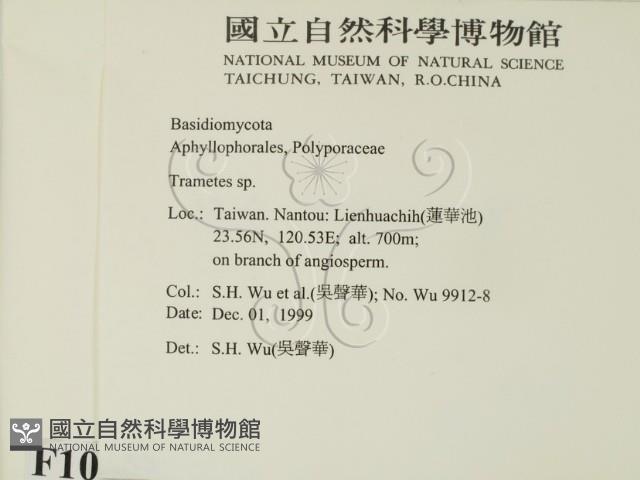 栓菌屬藏品圖，第2張