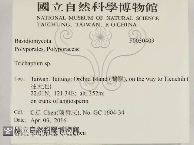 附毛菌屬藏品圖，第2張