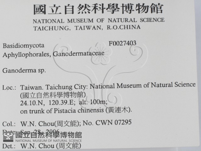 靈芝屬藏品圖，第2張