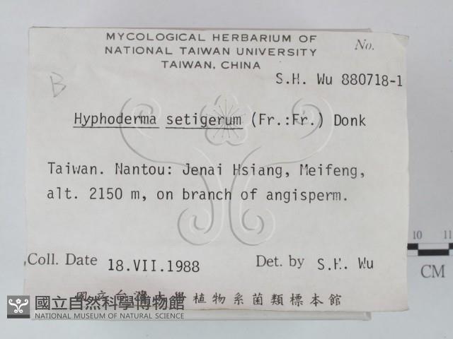 剛毛絲皮菌藏品圖，第2張