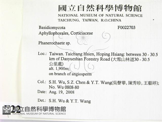 顯絲菌屬藏品圖，第2張