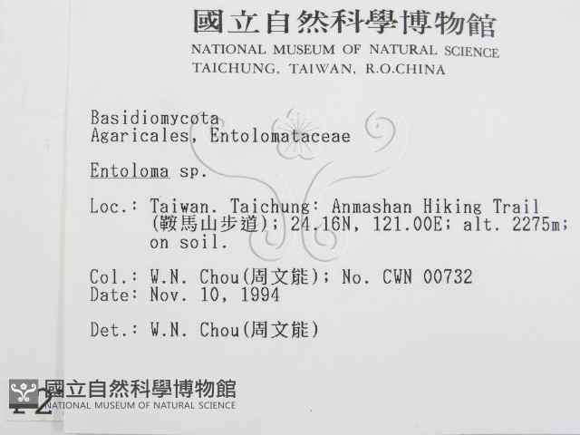 粉褶菌屬藏品圖，第2張