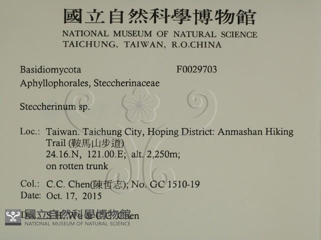 齒耳菌屬藏品圖，第2張
