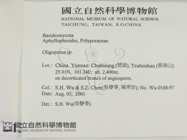 寡孔菌屬藏品圖，第2張