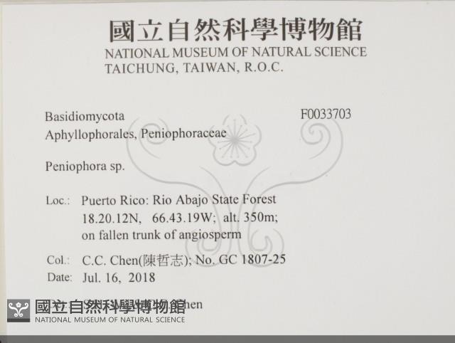 筍殼菌屬藏品圖，第2張