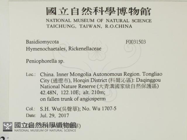 擬筍殼菌屬藏品圖，第2張