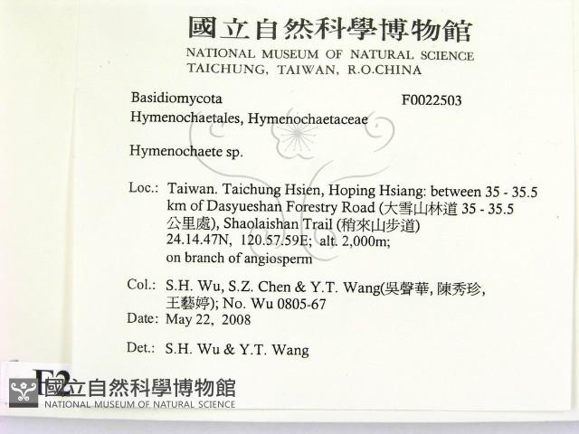 刺革菌屬藏品圖，第2張