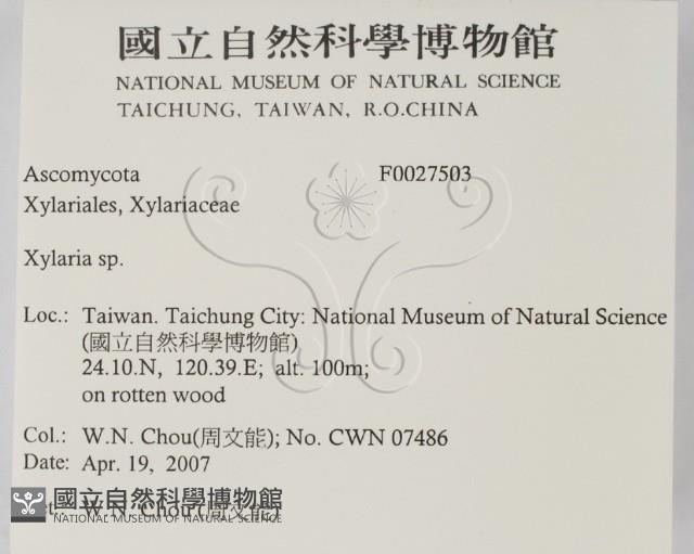 炭角菌屬藏品圖，第2張