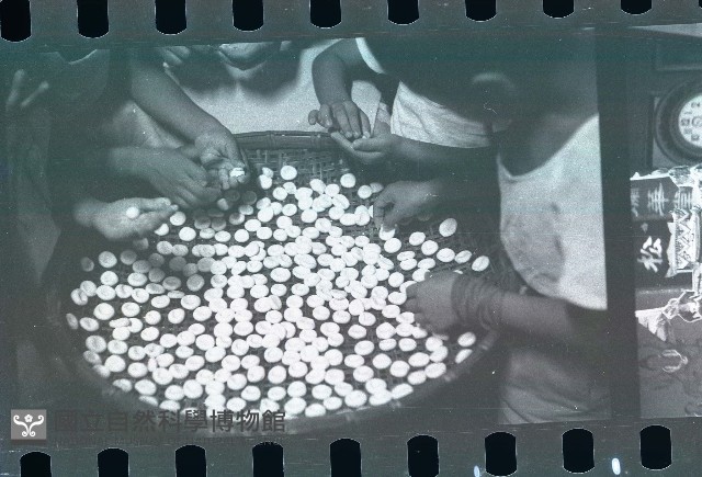 做糖粿拜七娘媽（1950至2006年臺灣常民生活）藏品圖，第1張