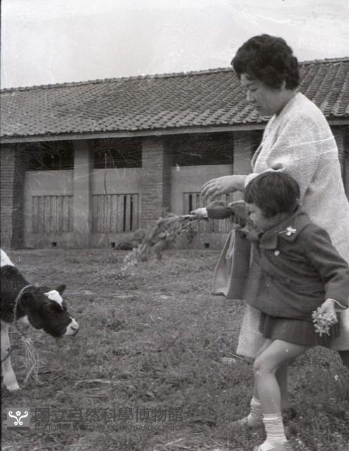 1950至2006年臺灣常民生活藏品圖，第1張