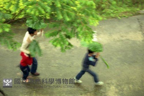 1950至2006年臺灣常民生活藏品圖，第1張