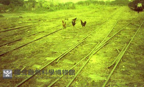 1950至2006年臺灣常民生活藏品圖，第1張
