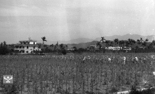 1950至2006年臺灣常民生活藏品圖，第1張
