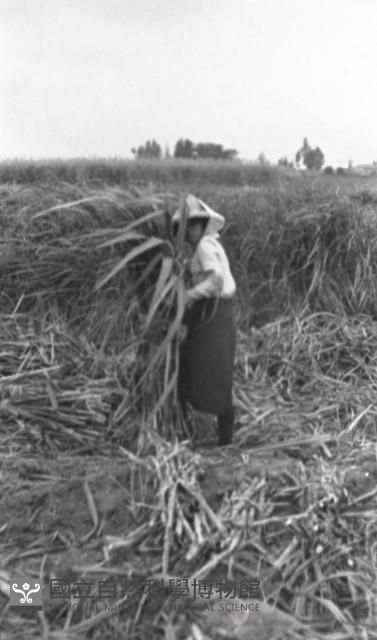 1950至2006年臺灣常民生活藏品圖，第1張
