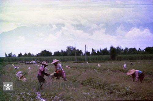 1950至2006年臺灣常民生活藏品圖，第1張