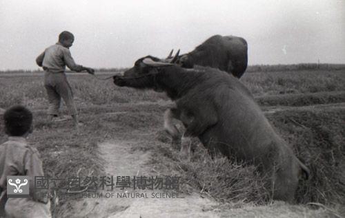 1950至2006年臺灣常民生活藏品圖，第1張