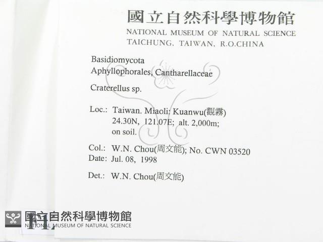 喇叭菌屬藏品圖，第2張