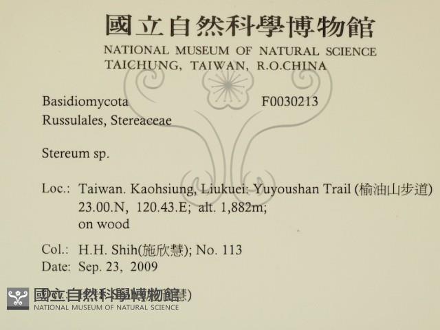 韌革菌屬藏品圖，第2張