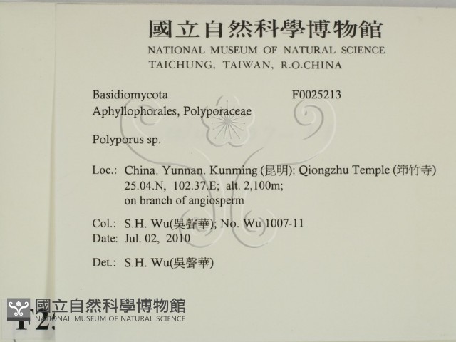 多孔菌屬藏品圖，第2張