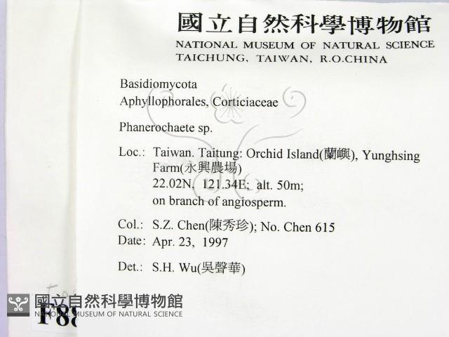 顯絲菌屬藏品圖，第2張