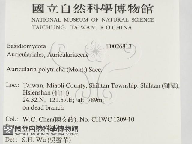 毛木耳藏品圖，第2張