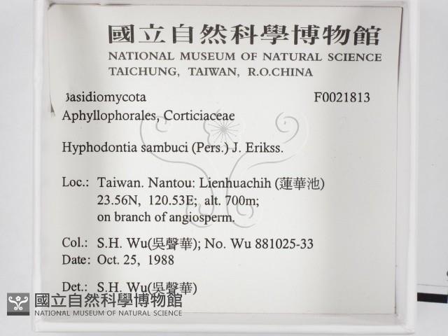 冇骨消絲齒菌藏品圖，第2張