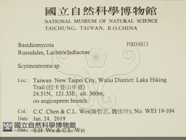 革墊菌屬藏品圖，第2張