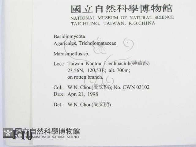 微皮傘屬藏品圖，第2張
