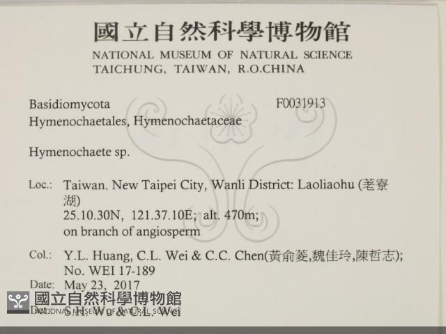 刺革菌屬藏品圖，第2張