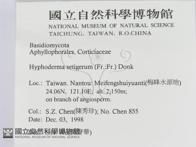 剛毛絲皮菌藏品圖，第2張