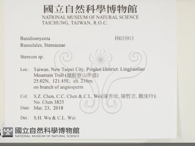 韌革菌屬藏品圖，第2張