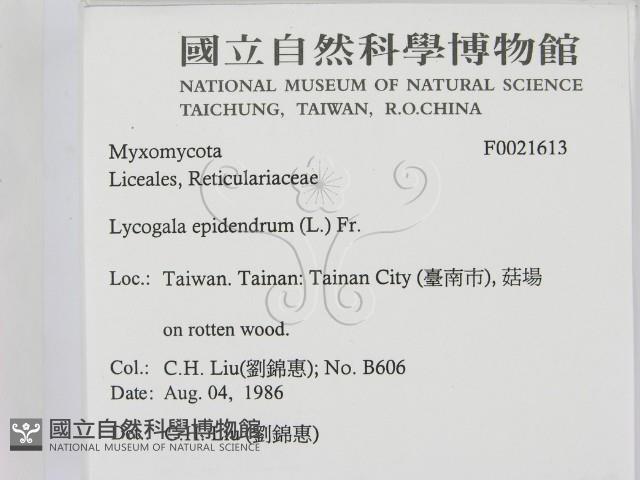 登錄號:F0021613藏品圖，第2張