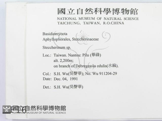 齒耳菌屬藏品圖，第2張