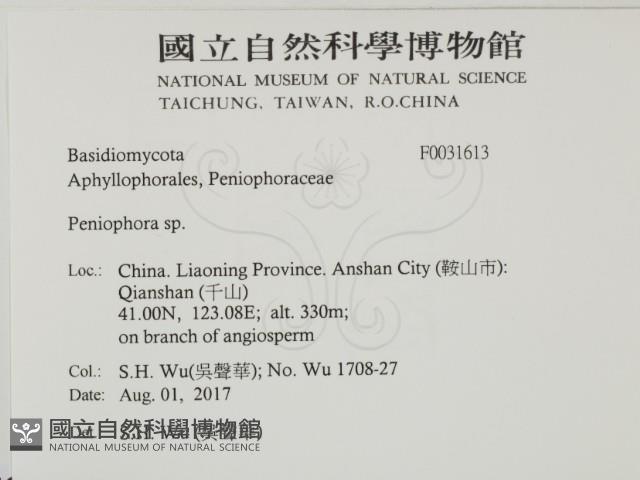 筍殼菌屬藏品圖，第2張