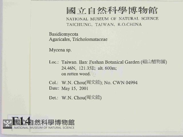 小菇屬藏品圖，第2張