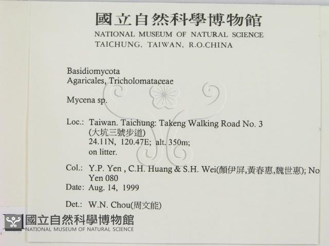 小菇屬藏品圖，第2張