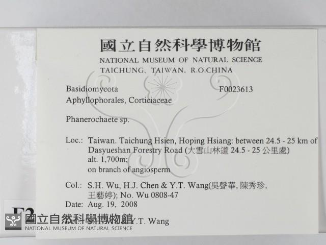 顯絲菌屬藏品圖，第2張