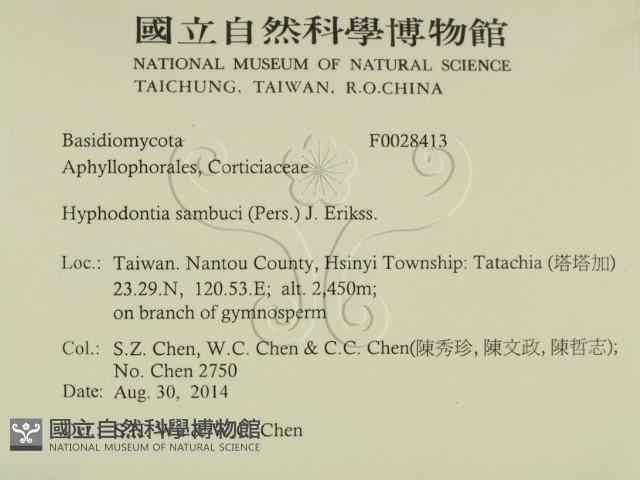 冇骨消絲齒菌藏品圖，第2張