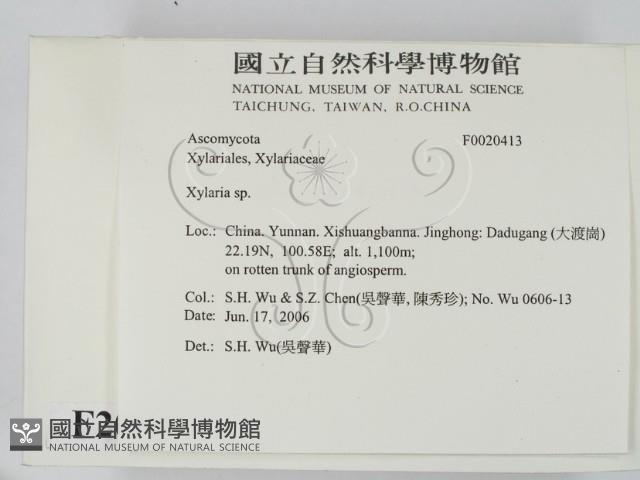 炭角菌屬藏品圖，第2張
