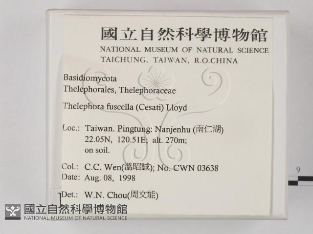 棕色革菌藏品圖，第2張