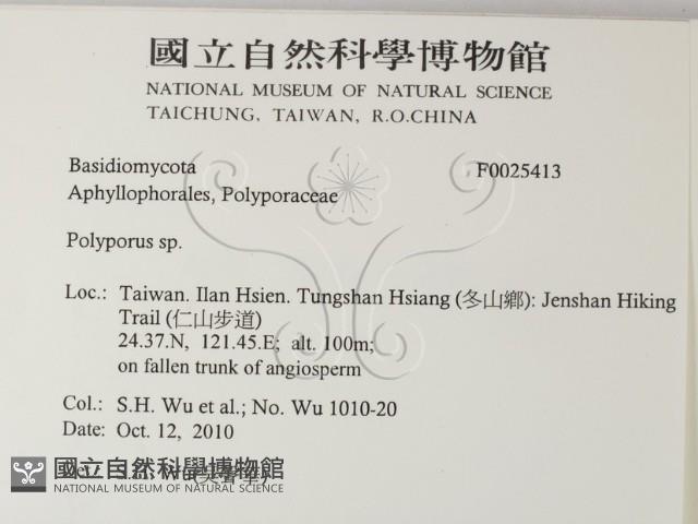 多孔菌屬藏品圖，第2張