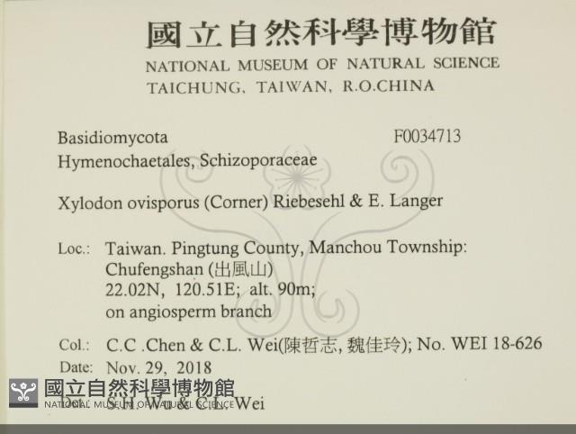 卵孢木齒菌藏品圖，第2張